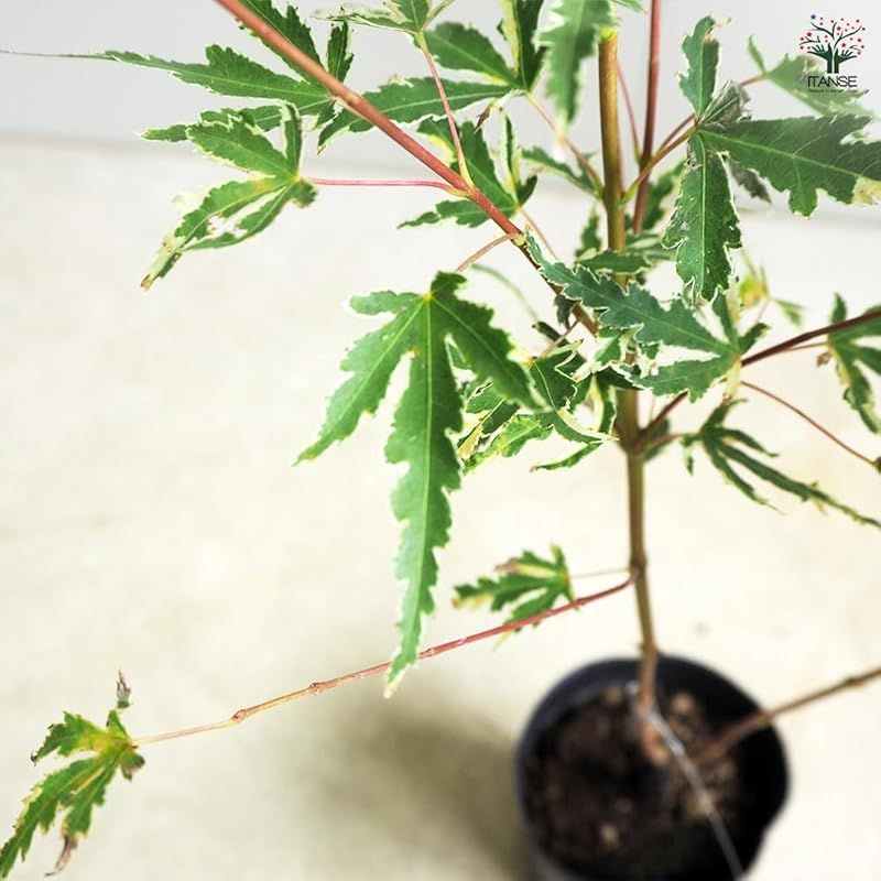 カエデ属 耐寒性落葉高木|別名