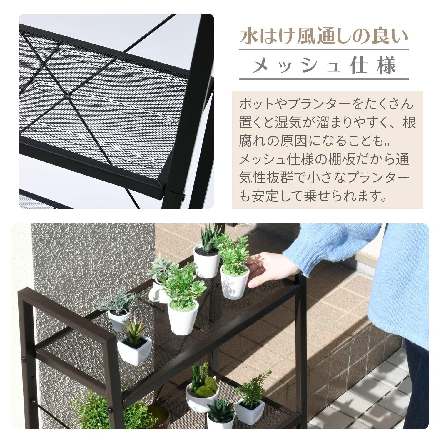 多肉植物
