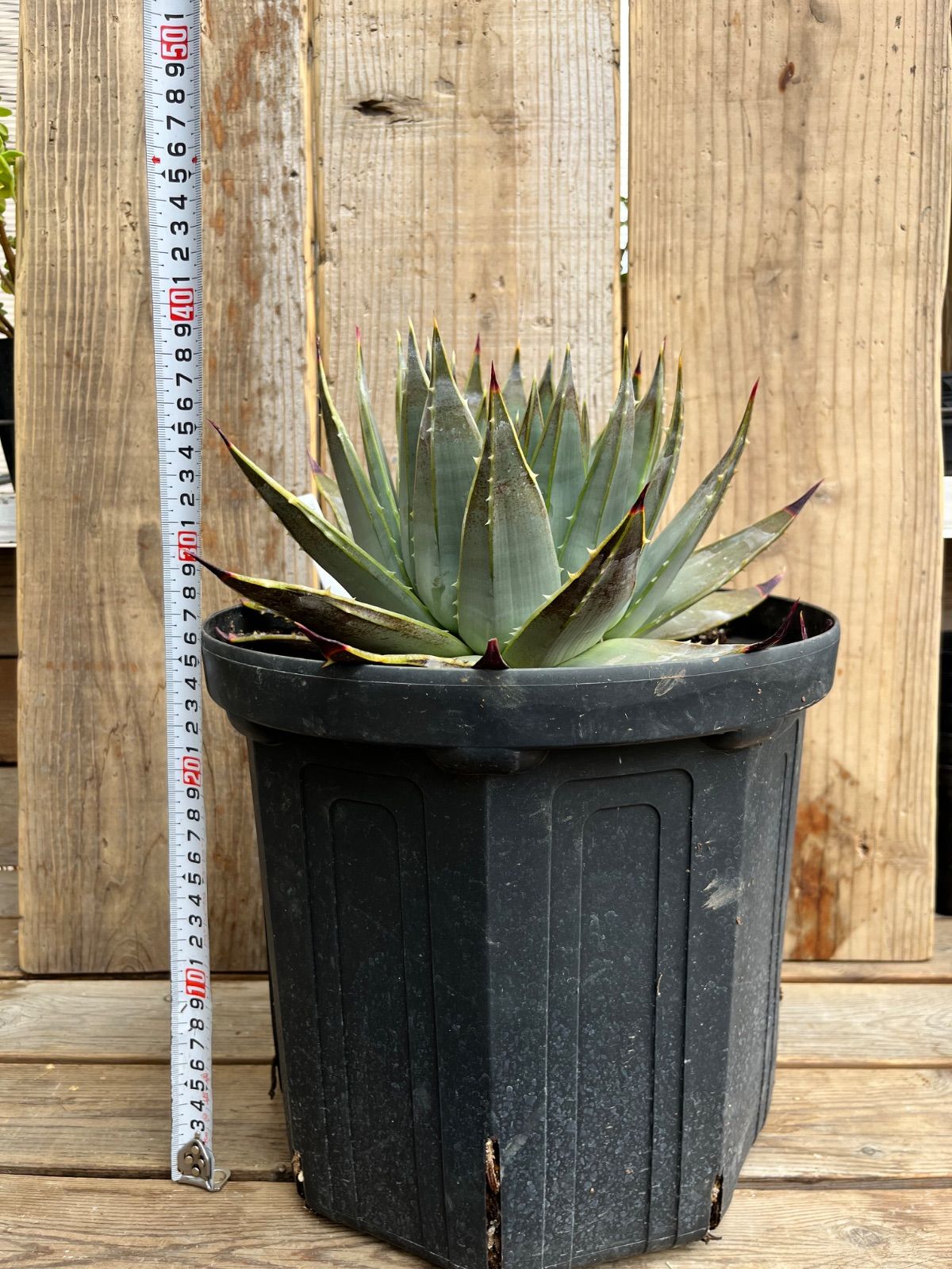 耐寒性アロエ超特大ポリフィラドライガーデン多肉アガベ ロストラータ