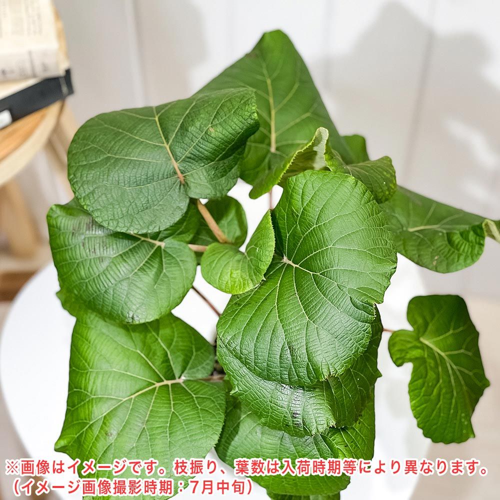 PLANCHU 果樹 キウイフルーツ 雌木 スーパーゴールド 接ぎ木苗 4号鉢 Actinidia chinensis cv. ゴールドキウイ  アクチニジア 果樹苗 苗 - メルカリ