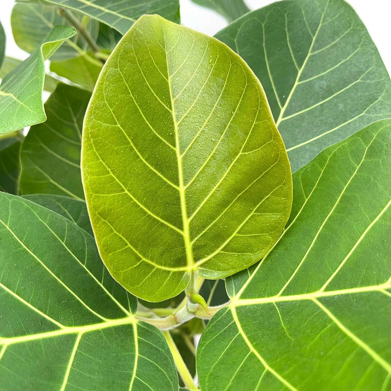 大型