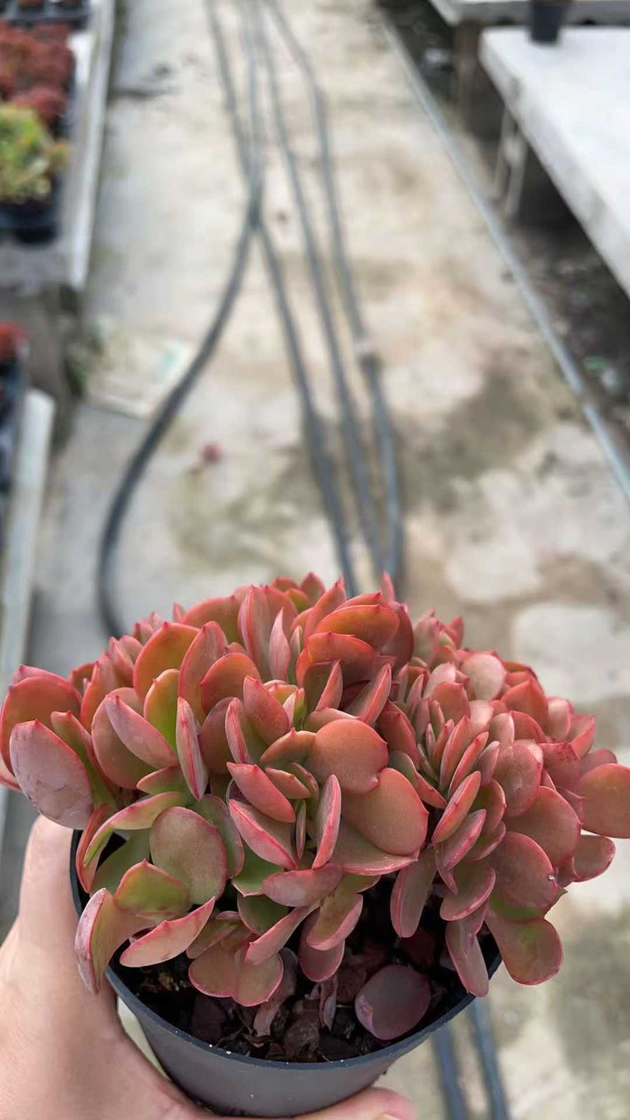 カ*す様 K1182 プロリフィカ 70株 多肉植物 抜き苗 エケベリア 韓国苗