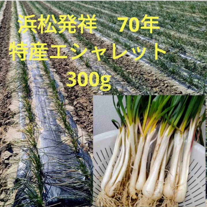 【約300g】皮むき済　エシャレット　若採れ　らっきょう　特産品