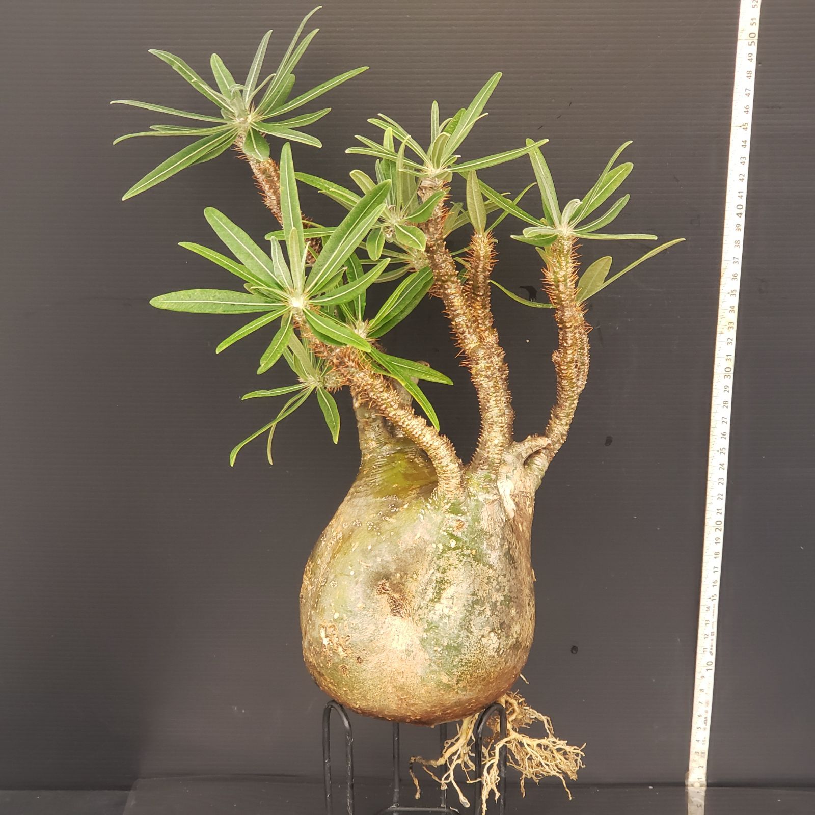 Pachypodium パキポディウム グラキリス ベアルート 塊根植物 42