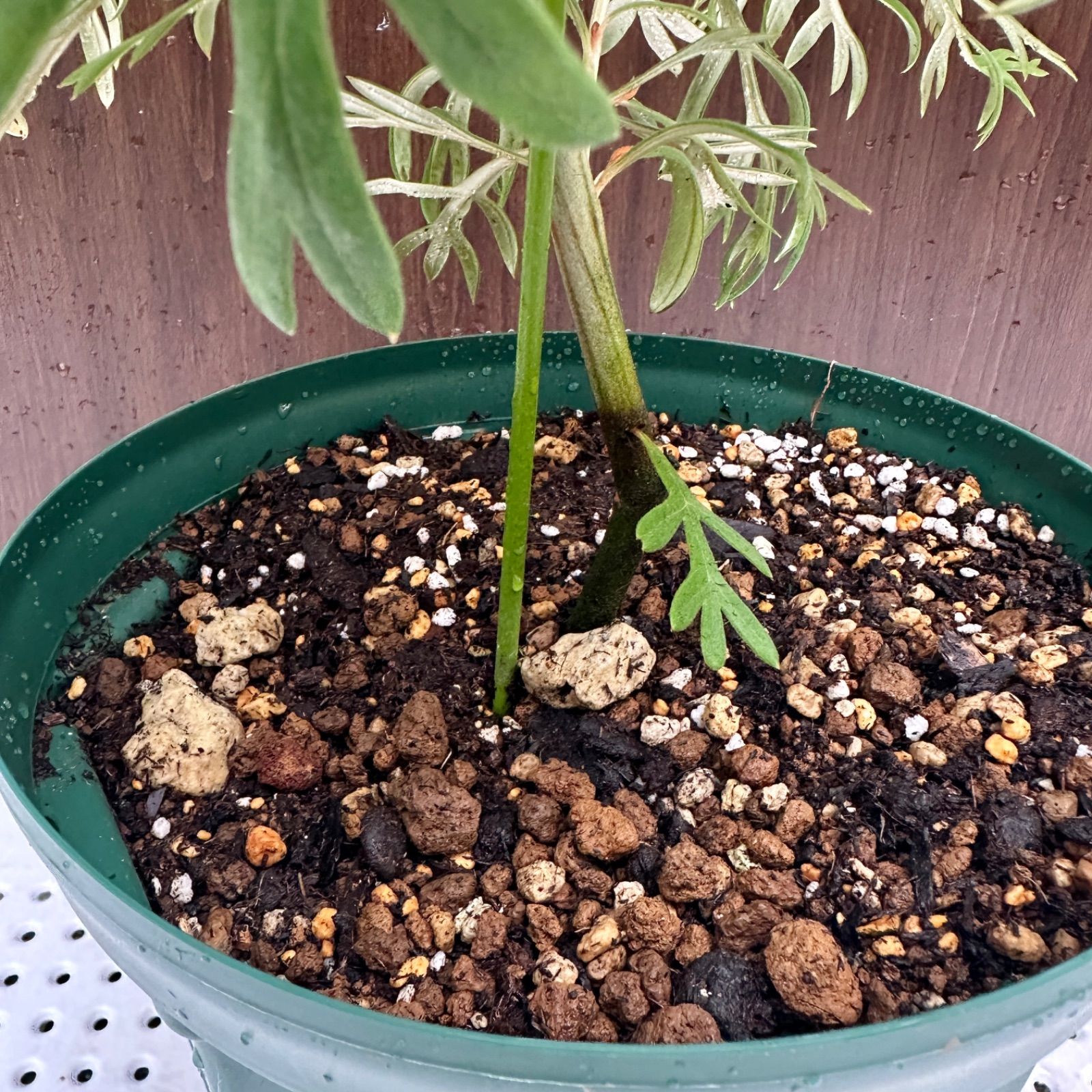 オージープランツ