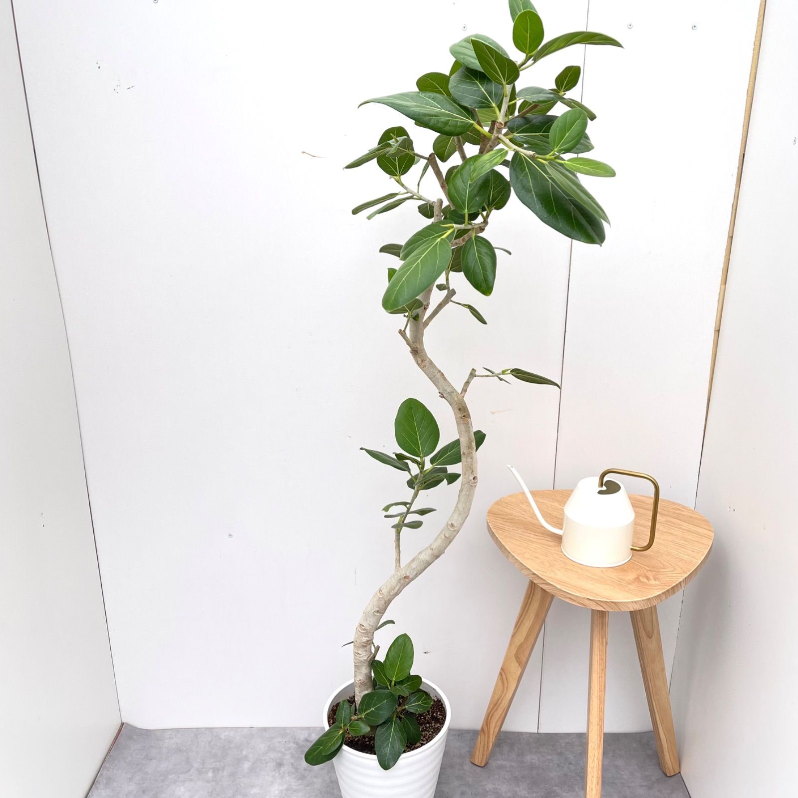 フィカス ベンガレンシス 曲がり 9 現品 観葉植物 大型 室内