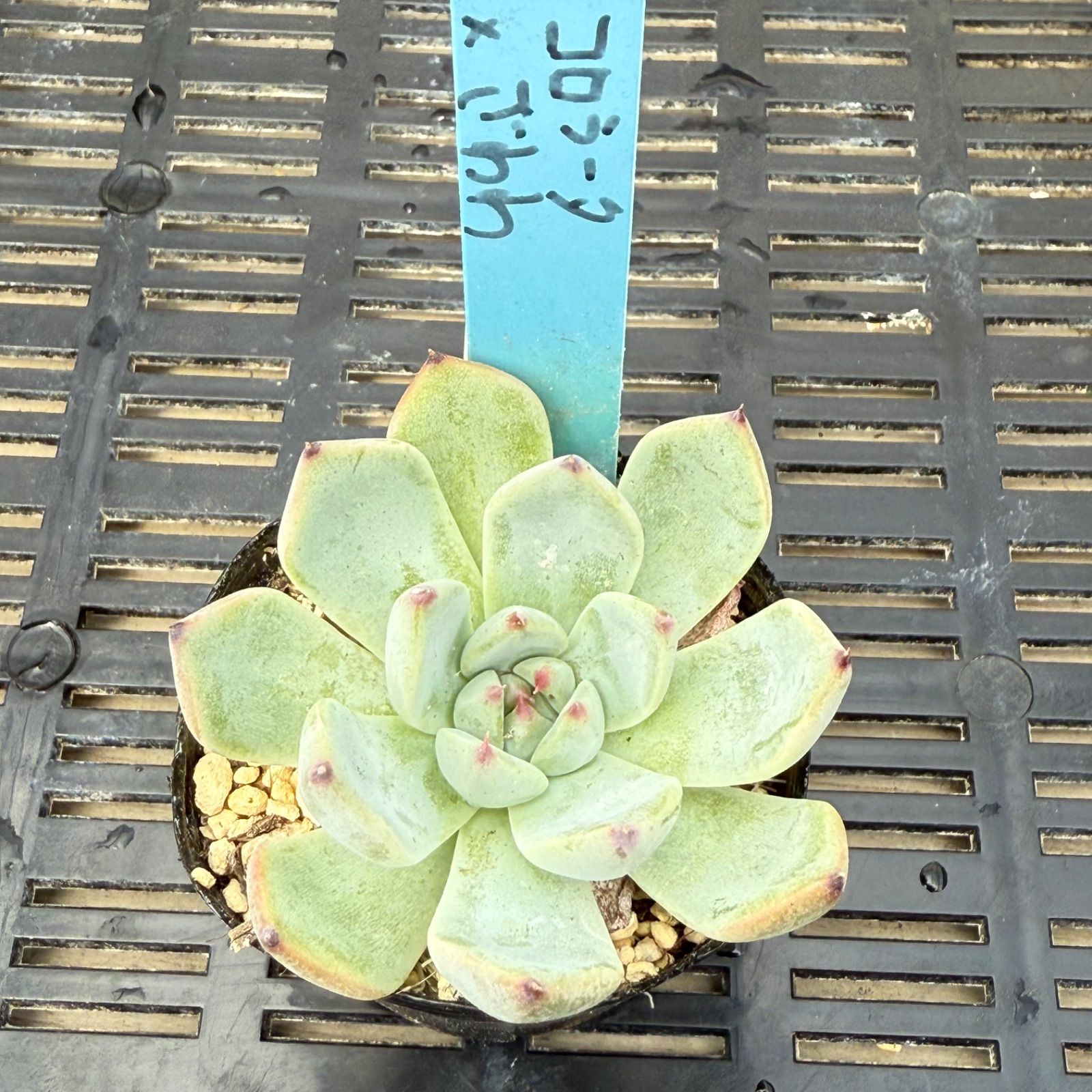 コロラータアテマハック×中里リンゼアナ札付きポットごとメルカリ便TYさん苗 コロラータアテマハック×中里リンゼアナ札付きポットごとメルカリ便TY