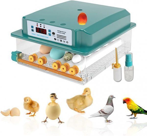 恒温器 鳥類