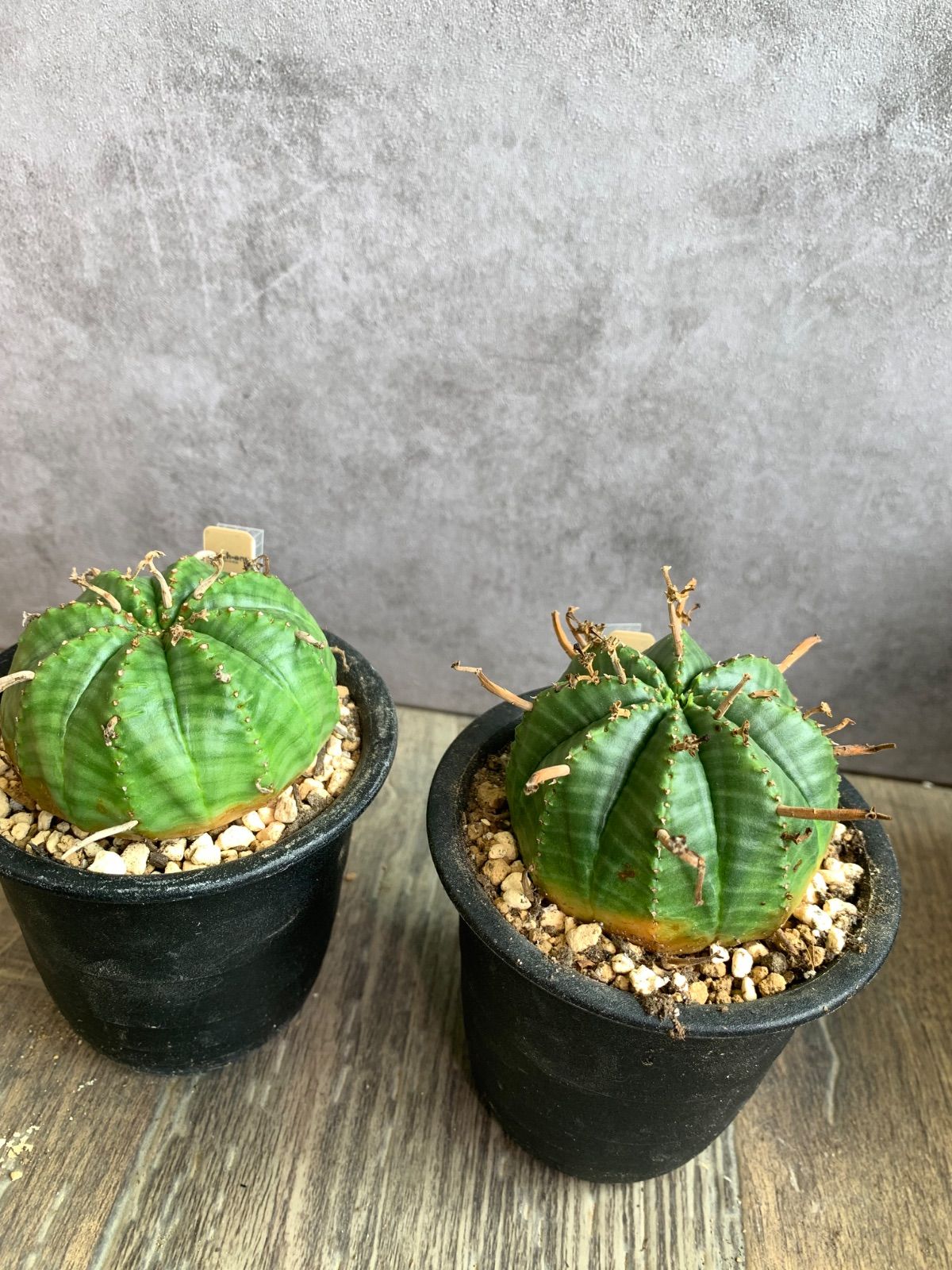 お値下げ✾ロイヤルアルバート✾【木馬】✾自宅保管品