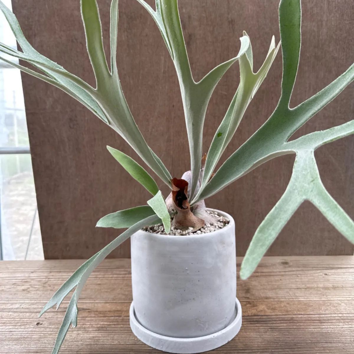 コウモリラン ベイチー 鉢植え 現品 Platycerium veitchii ビカクシダ