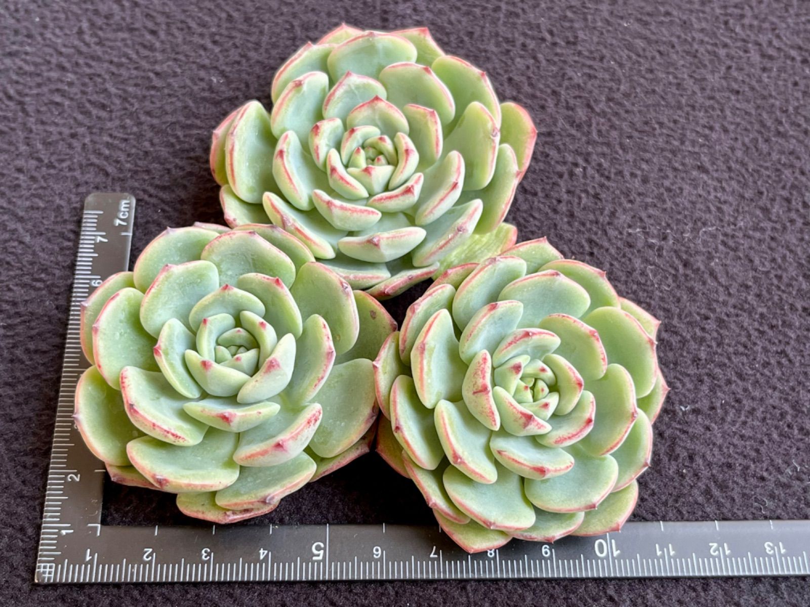 多肉植物 韓国 エケベリア 4-86bパンダ20個