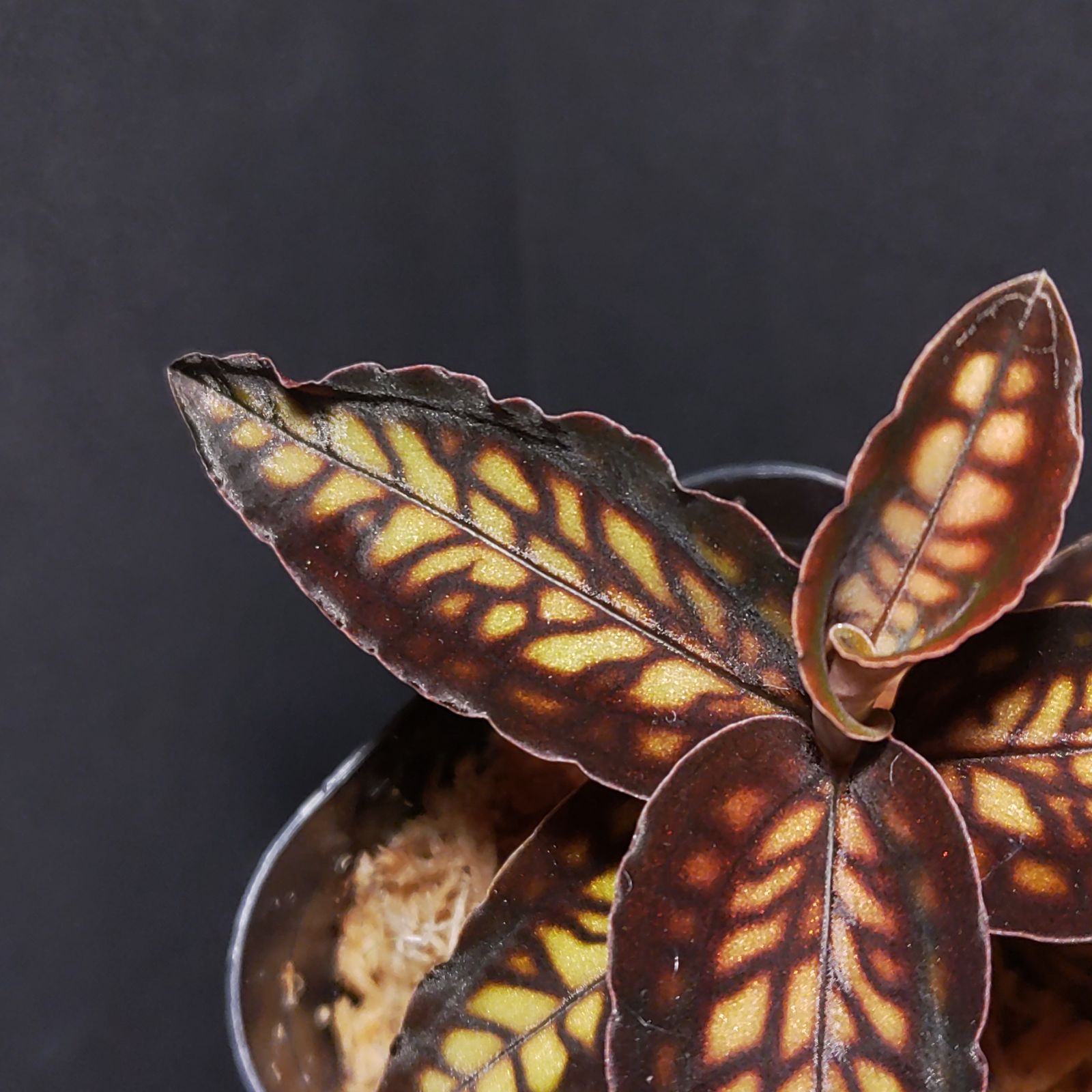 シストーチス・ステノグロッサ　　ジュエルオーキッド　ＡＤＡ シストーチス ステノグロッサ ジュエルオーキッド シストーチス