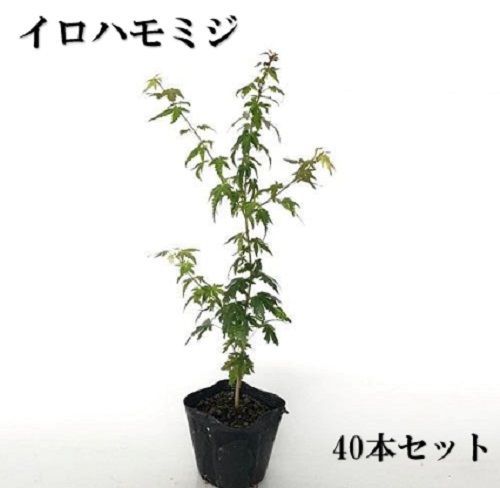 40本セット イロハモミジ樹高0.3m前後10.5cmポット