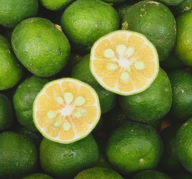 シークワーサー 10キロ 沖縄県産