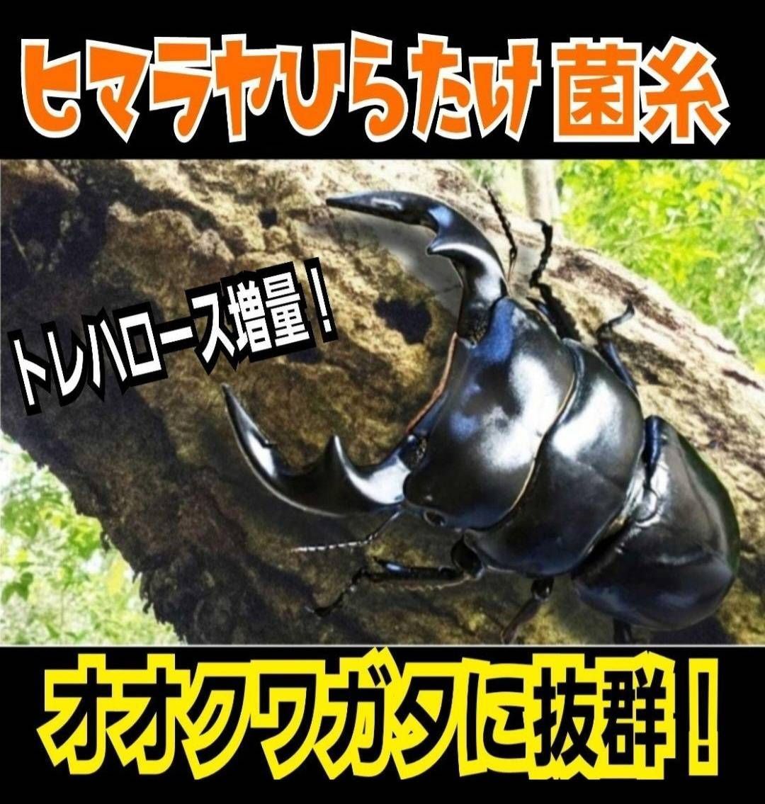 極上！ヒマラヤひらたけ菌糸ブロックトレハロース強化配合！オオクワに 