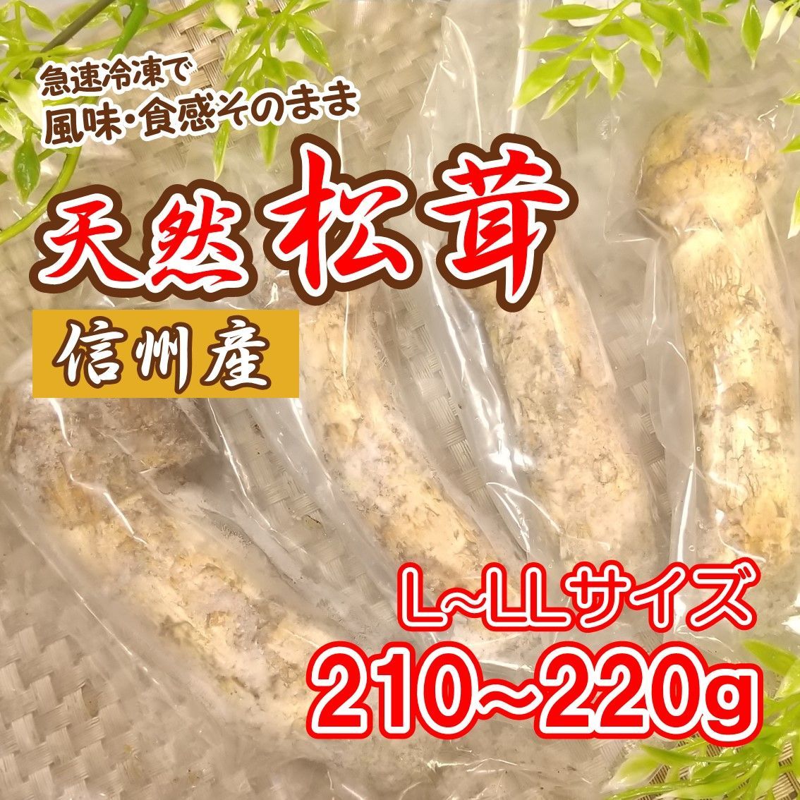国産松茸(長野県安曇野産) 9/25朝収穫 220g