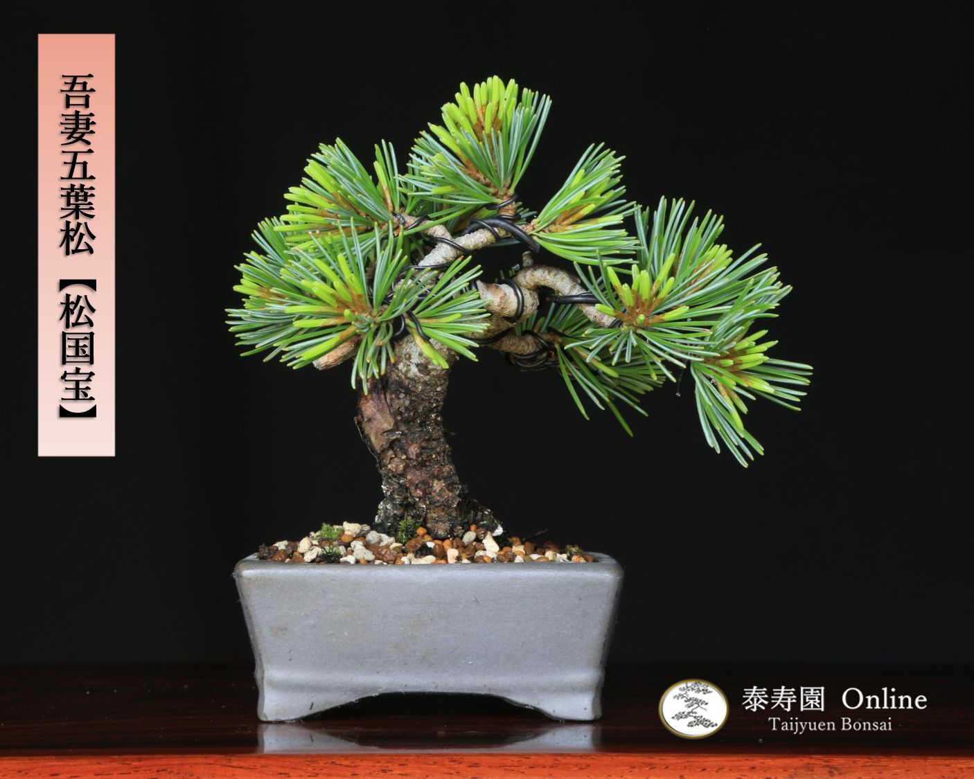 五葉松 盆栽 小品盆栽 松盆栽