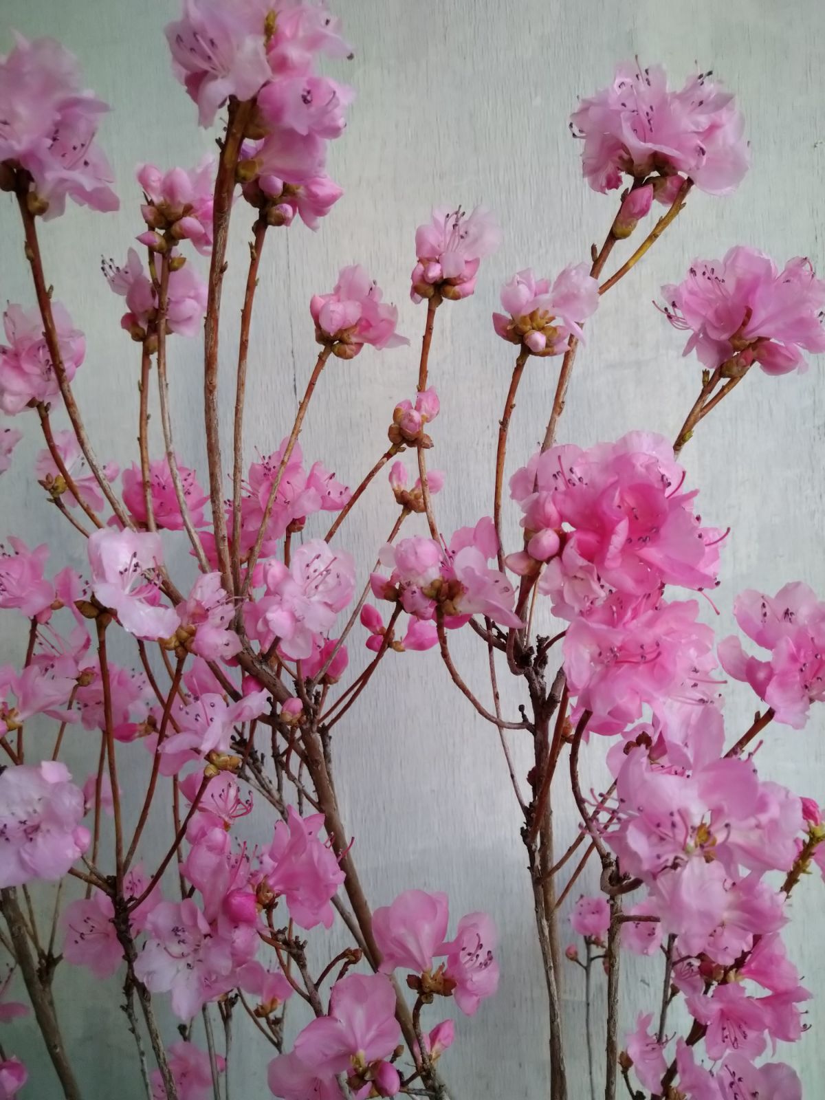 厳選桜ゲンカイツツジ株立ち