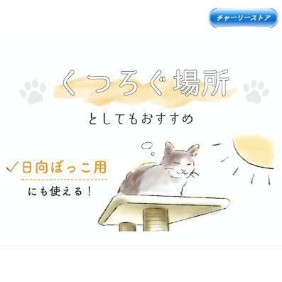 子猫