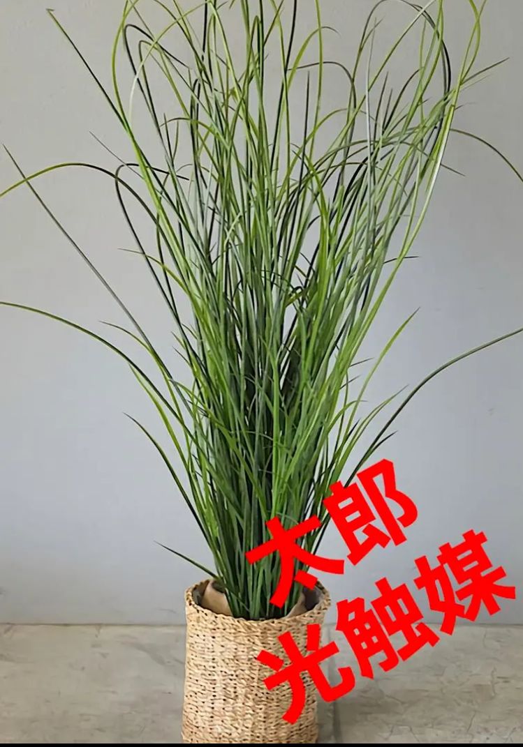 光触媒　人工観葉植物　ウォールグリーン　フェイクグリーン　オニオングラスjp 光触媒 人工観葉植物 ウォールグリーン フェイクグリーン オニオン