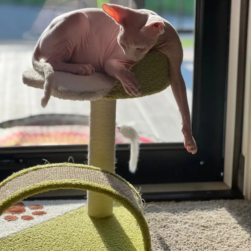 猫 猫のおもちゃ