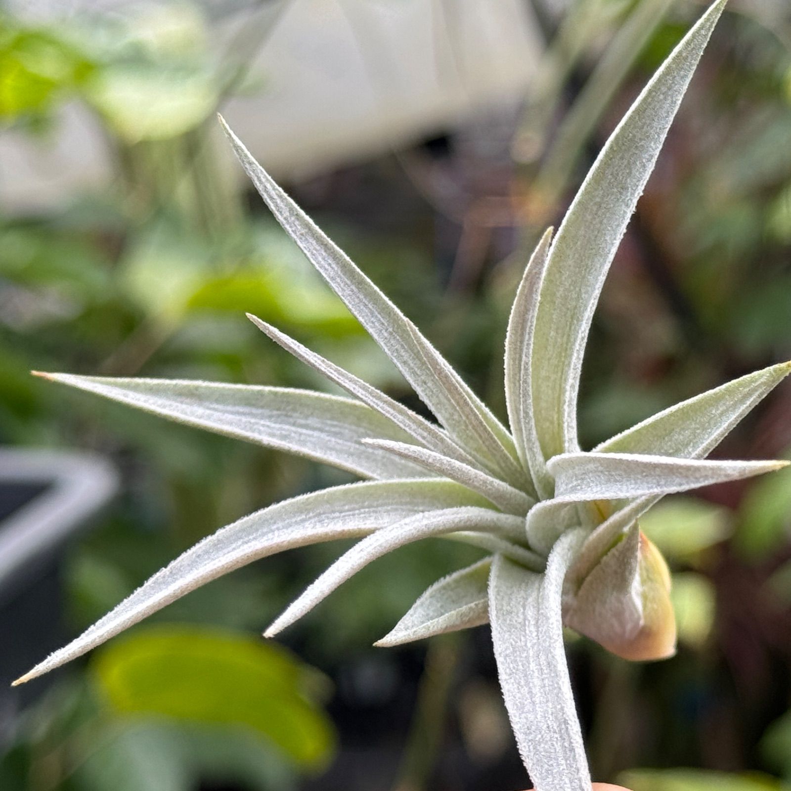 チランジア ホワイトスター Tillandsia White Star ( Tillandsia