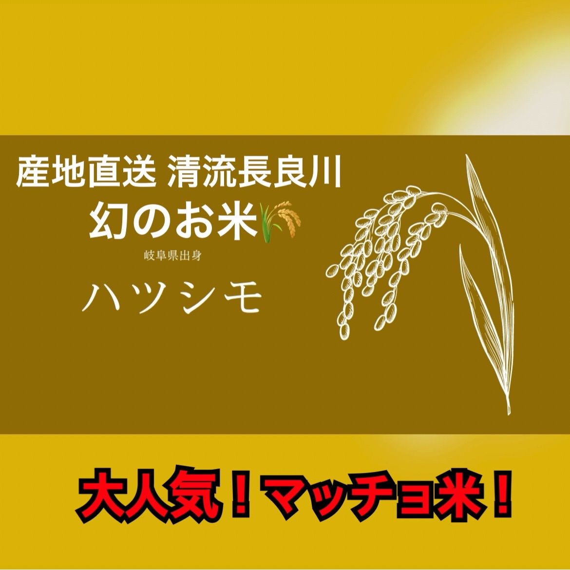 岐阜県産 ハツシモ 新米 2025.10収穫予定