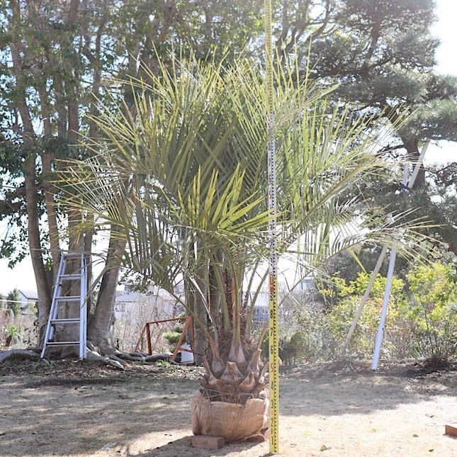 n*u様 ココスヤシシルバーリーフ【極太】葉先200cm幹回り60cm 幹高