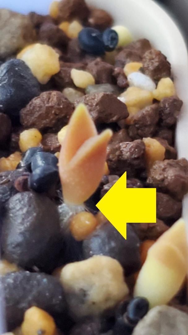 いろいろおまかせセット