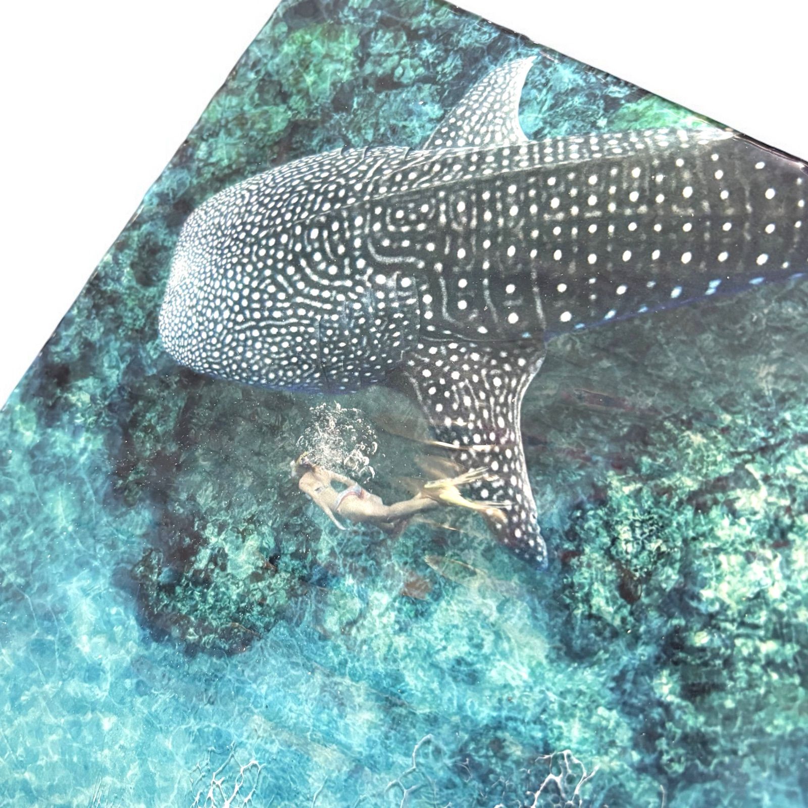 沖縄・石垣島】レジンアート手作り物販◇MINI Whale Shark ミニ