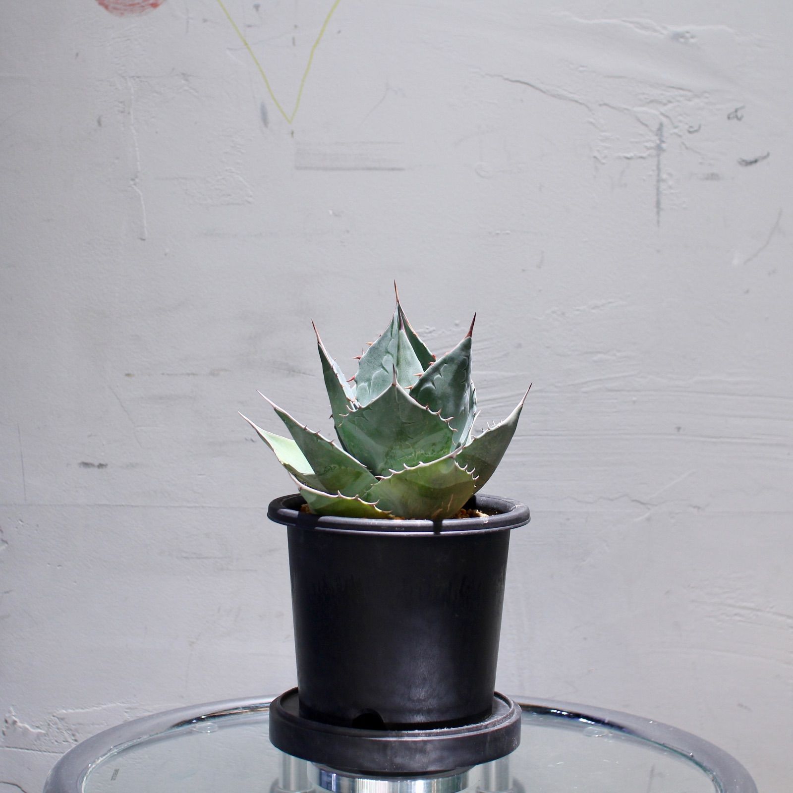 アガベ パラサナ ① アガベ パラサナ 肉厚葉 大株 アガベパラサナ肉厚