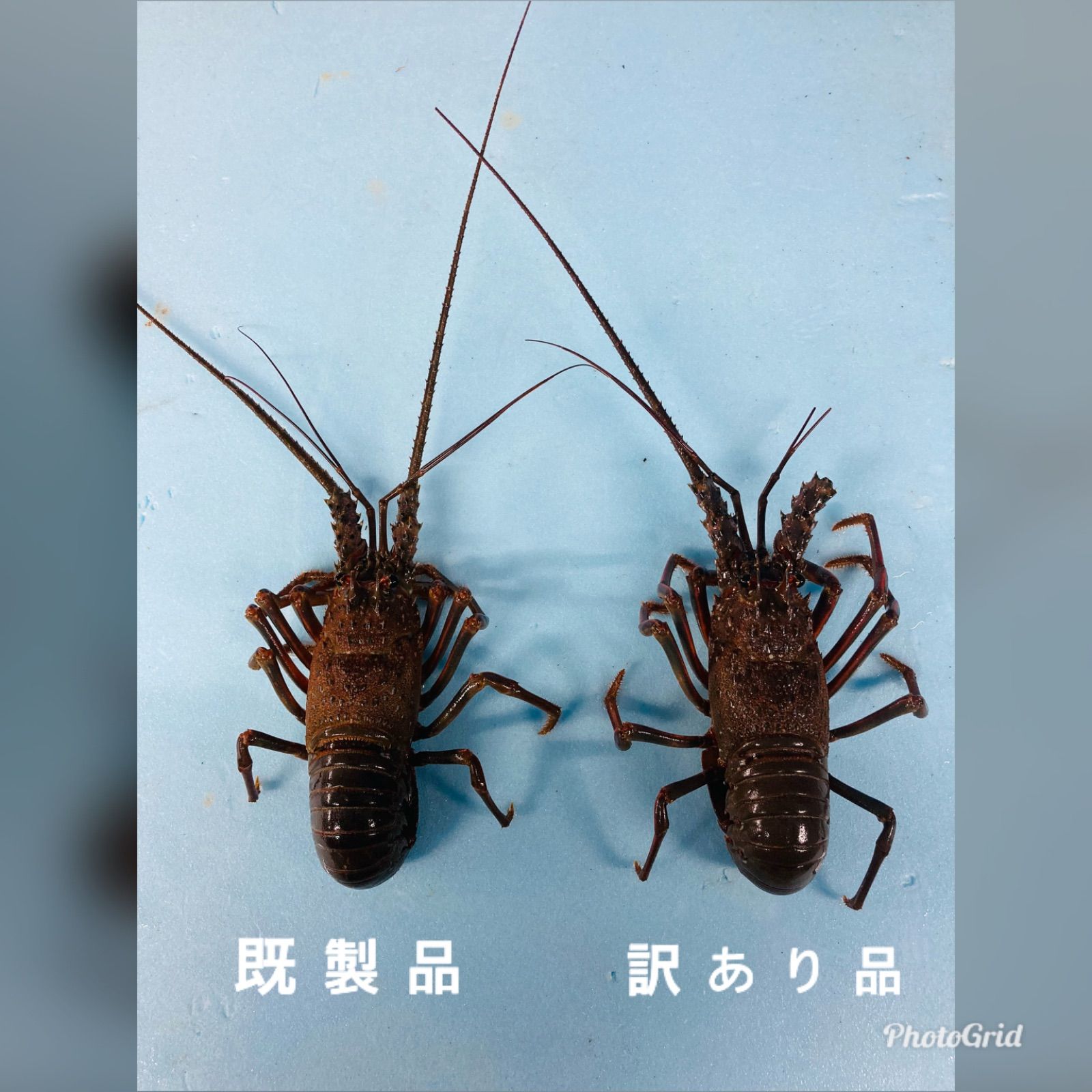 大1キロ 2-3匹