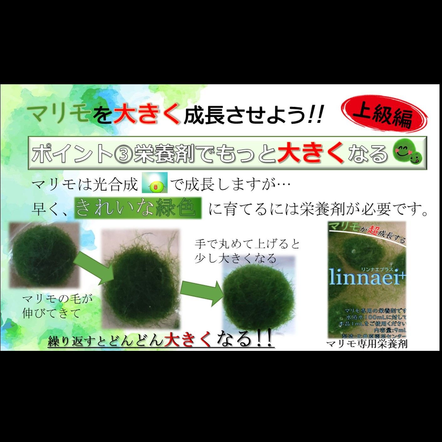 【linnaei+まりも付き】アクアリウム　水草　NOTおみやげ価格