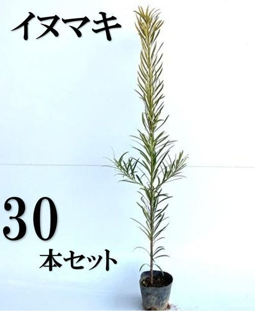 30本セット イヌマキ樹高0.5m前後10.5cmポット