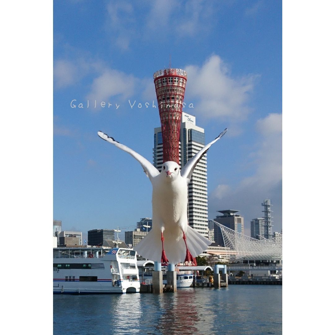 みなと神戸に咲く華 「ユリカモメ」 A3 サイズ光沢写真縦 写真のみ 送料無料 みなと神戸に咲く華 「ユリカモメ」 「カモメのいる暮らし」 A3 サイズ