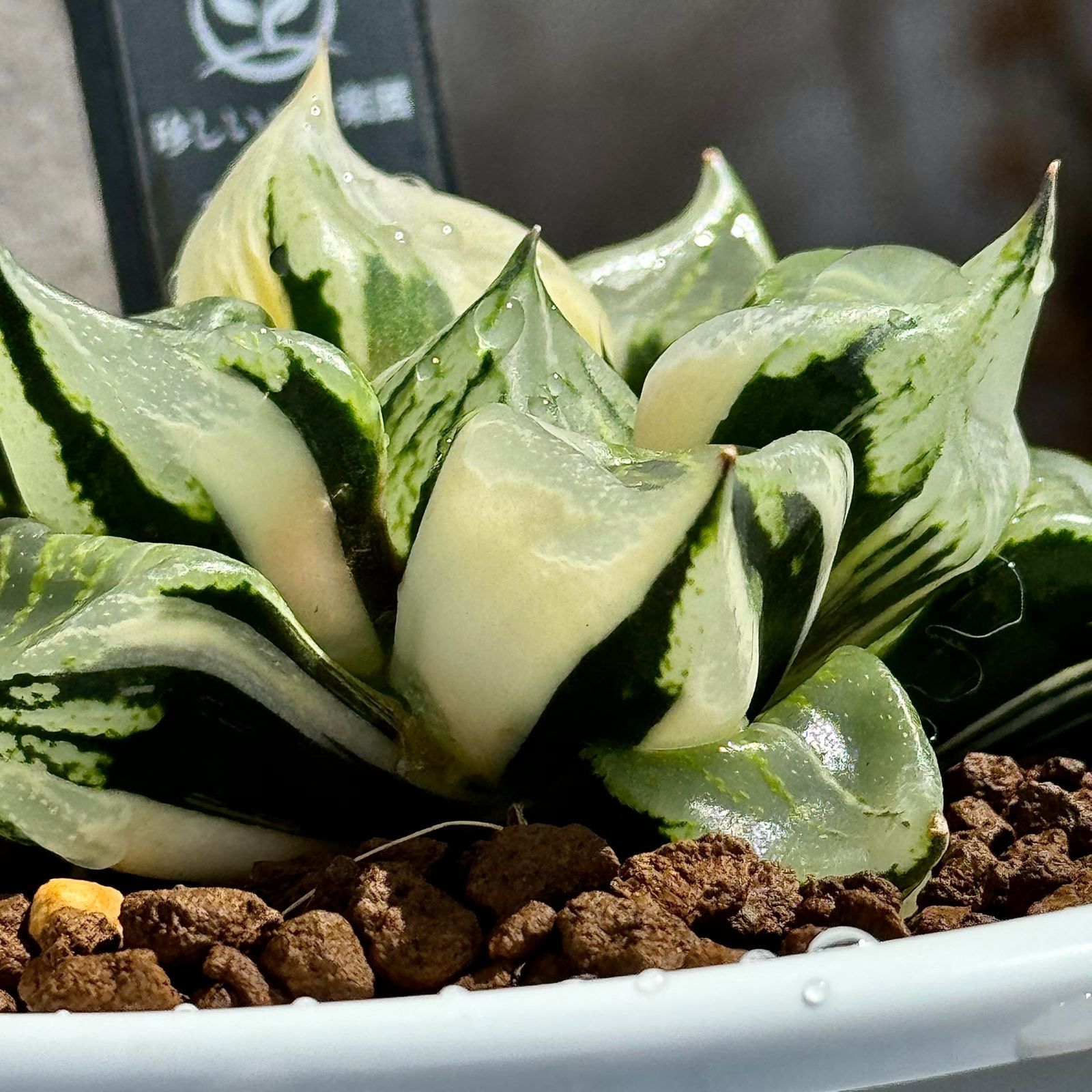 多肉植物 ハオルチア 裏般若錦 極上斑 【公式通販】