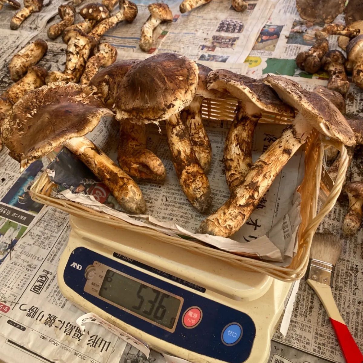 国産松茸！ひらき500g！今朝収穫！