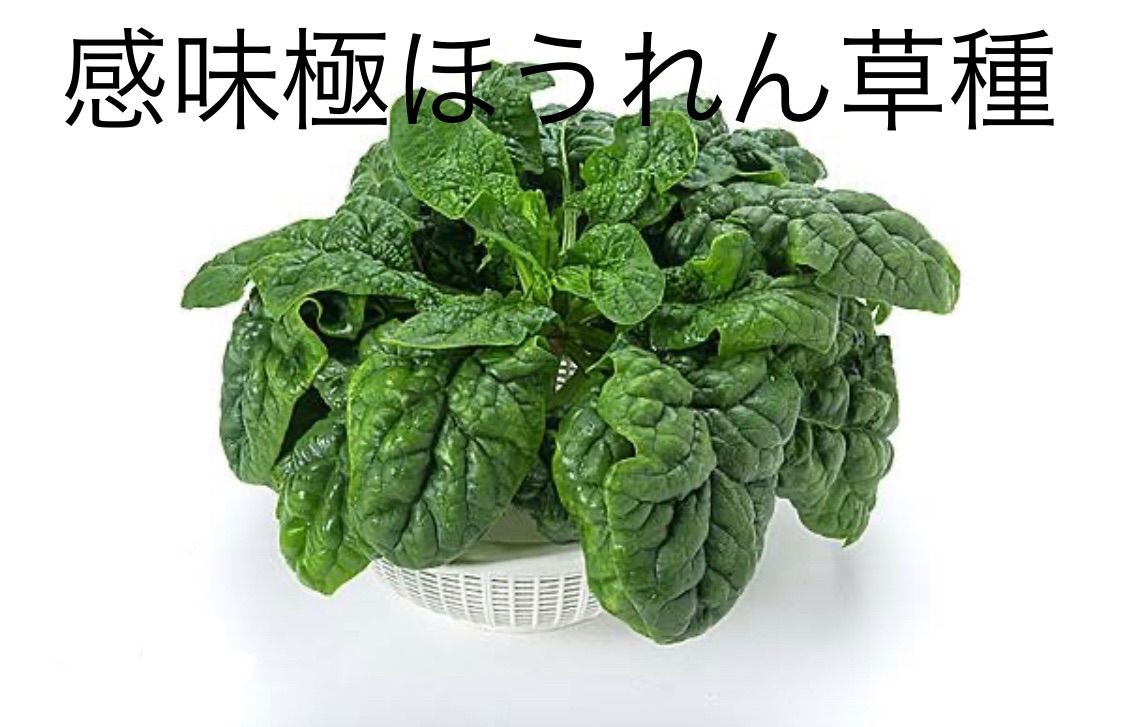 寒じめほうれん草 - ほうれん草