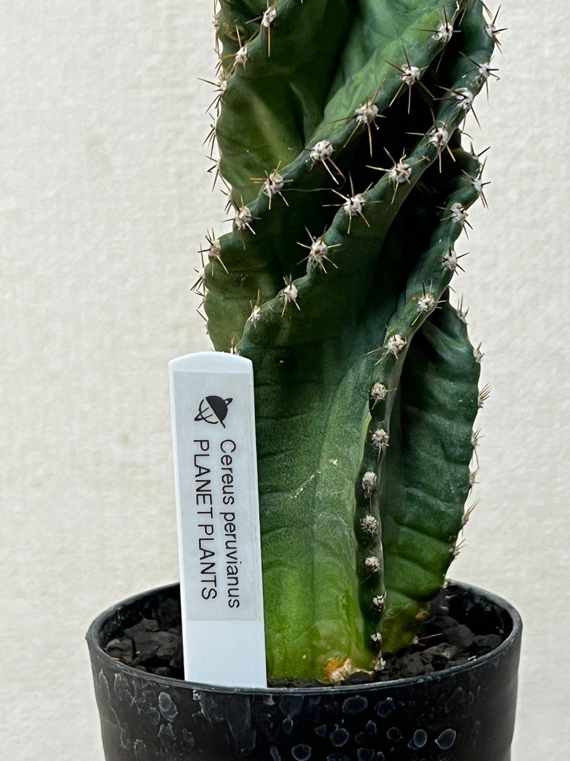P. willinckii 'Wild Cat' ウィリンキー P. willinckii 'Wild Cat' ウィリンキー