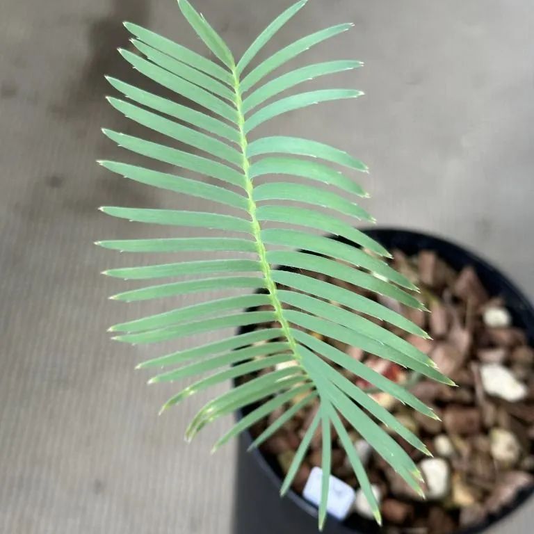 大型　ディオーン　エデュレ 楽天市場】ディオーン エデュレ Dioon Edule 蘇轍 ソテツ