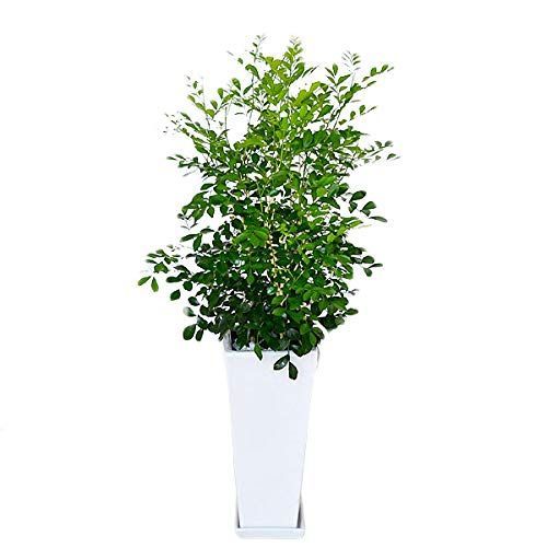 在庫 グリーン ロングスクエア陶器鉢植え 観葉植物 シルクジャスミン ゲッキツ 7号 フラワーコーポレーション