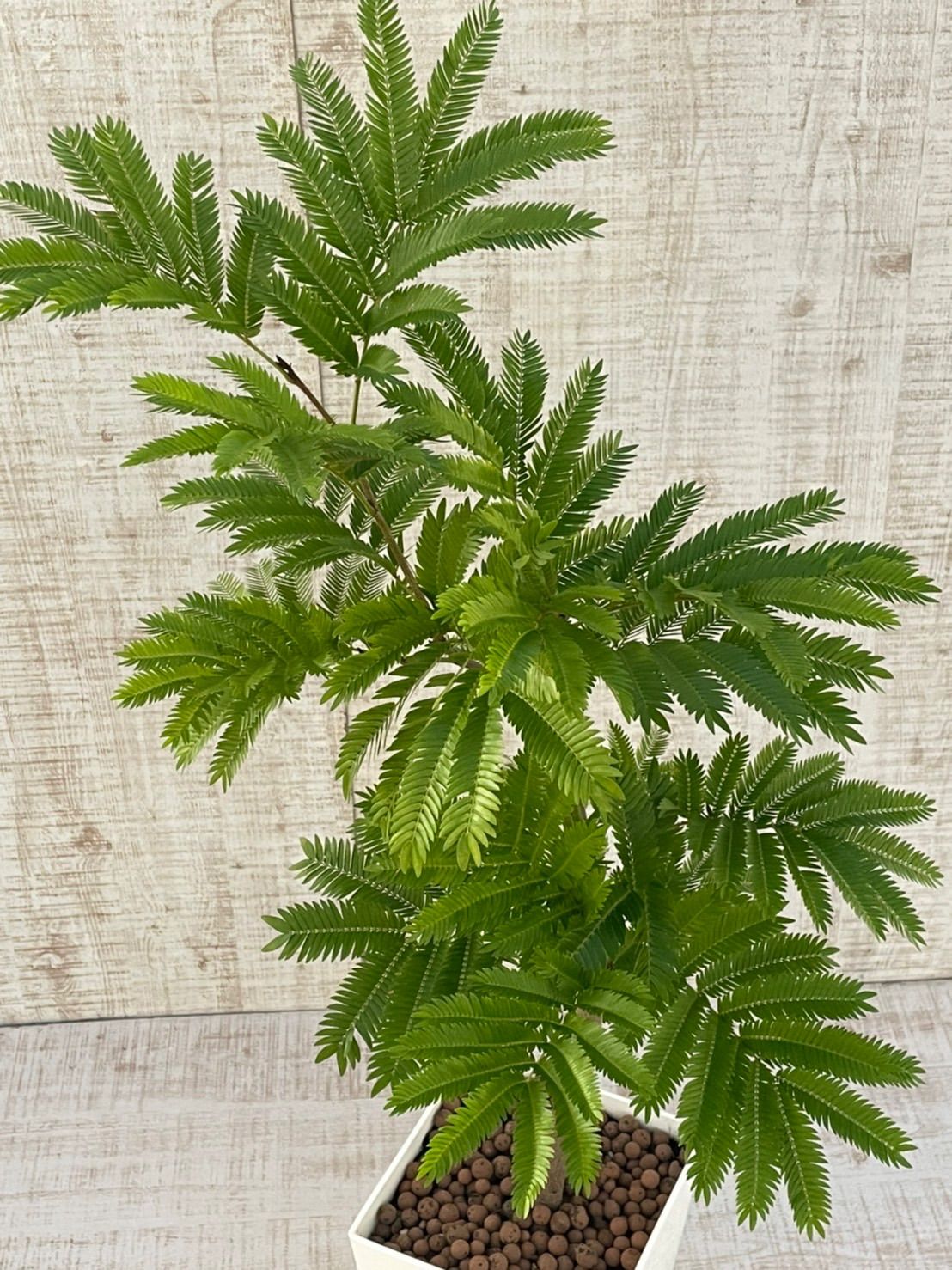 人気デザイナー 新品 未使用 観葉植物 エバーフレッシュ アカサヤネムノキ 植物 観葉植物 Urologydurban Co Za Urologydurban Co Za