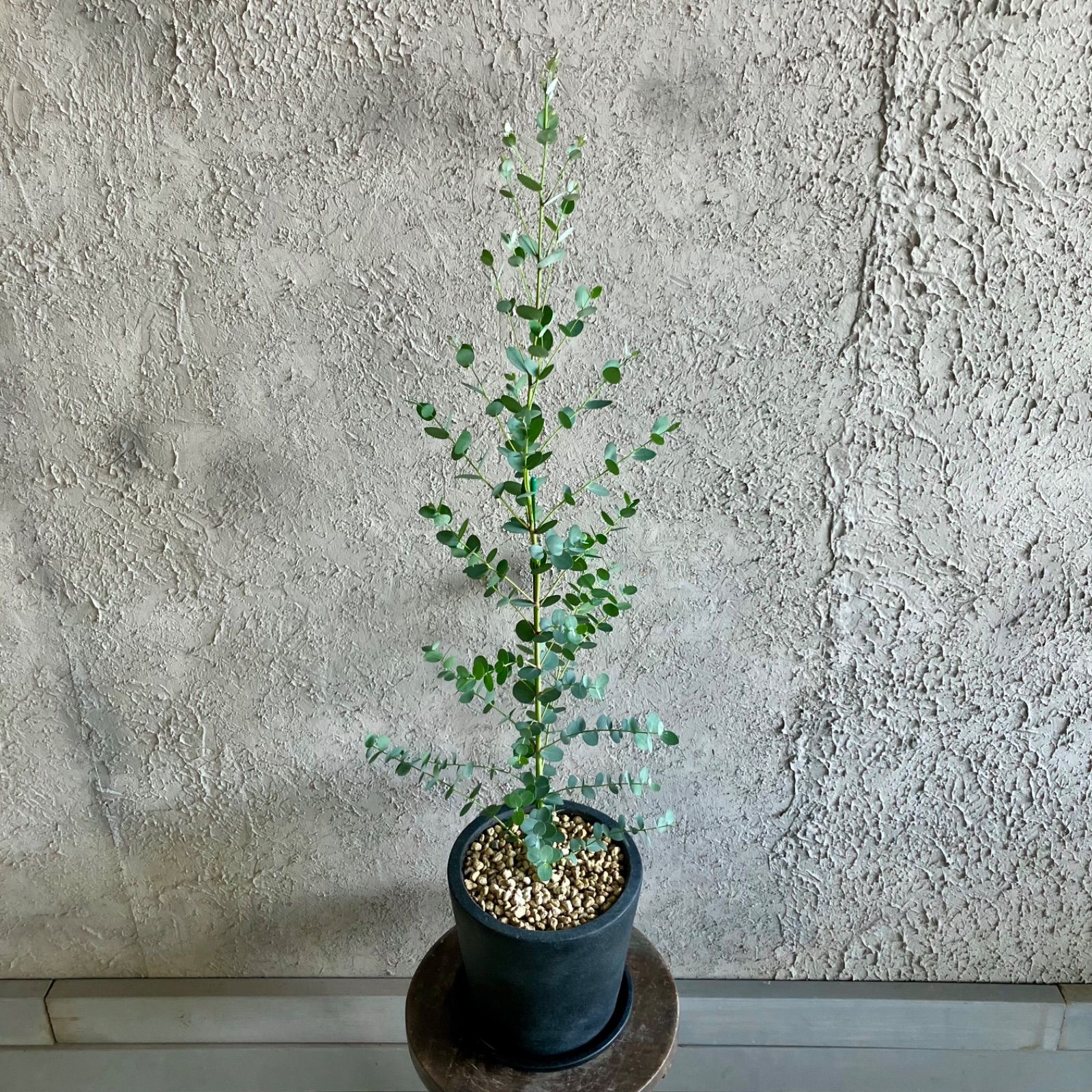 ユーカリ グニー 7号 テラコッタ鉢植え アンティーク風 受け皿付き