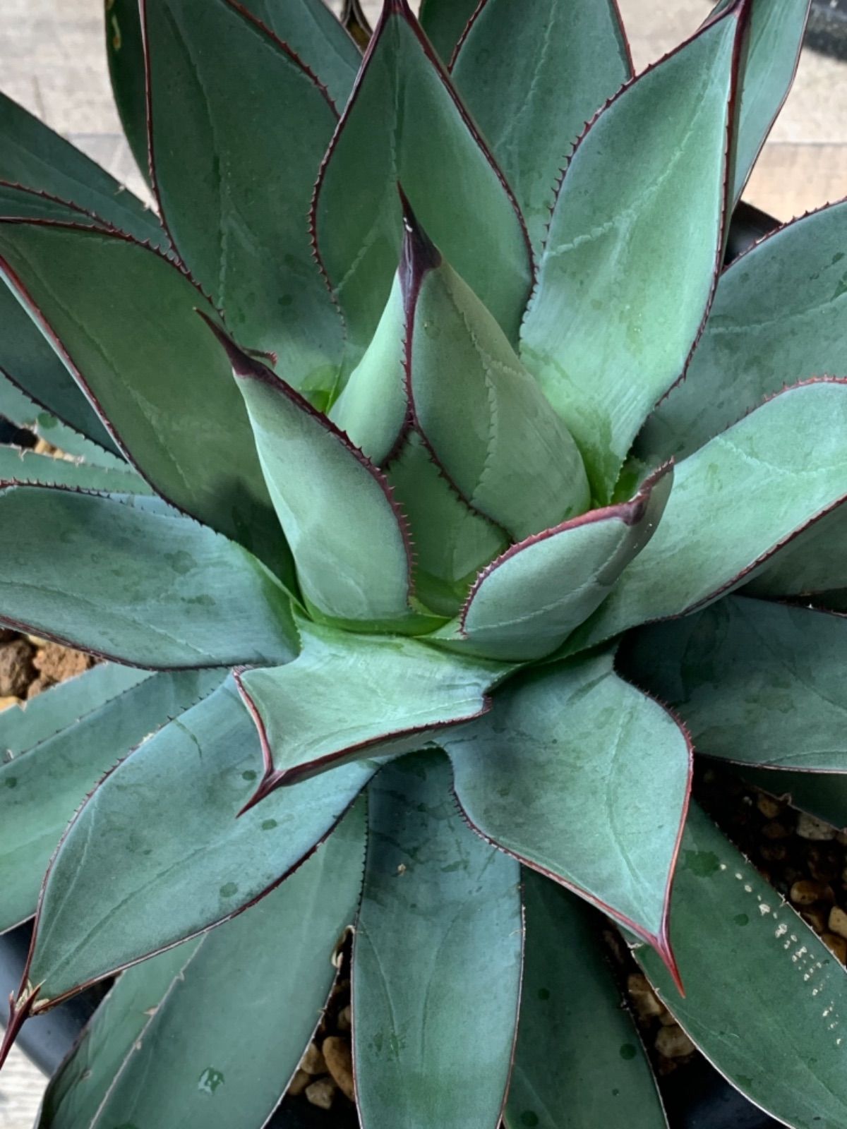 【現品】アガベ・リトルシャーク　ブルーエンペラー　ロイヤルクラウン　10号　N8 アガベ』【リトルシャーク】 : 【My Favorite Plants】
