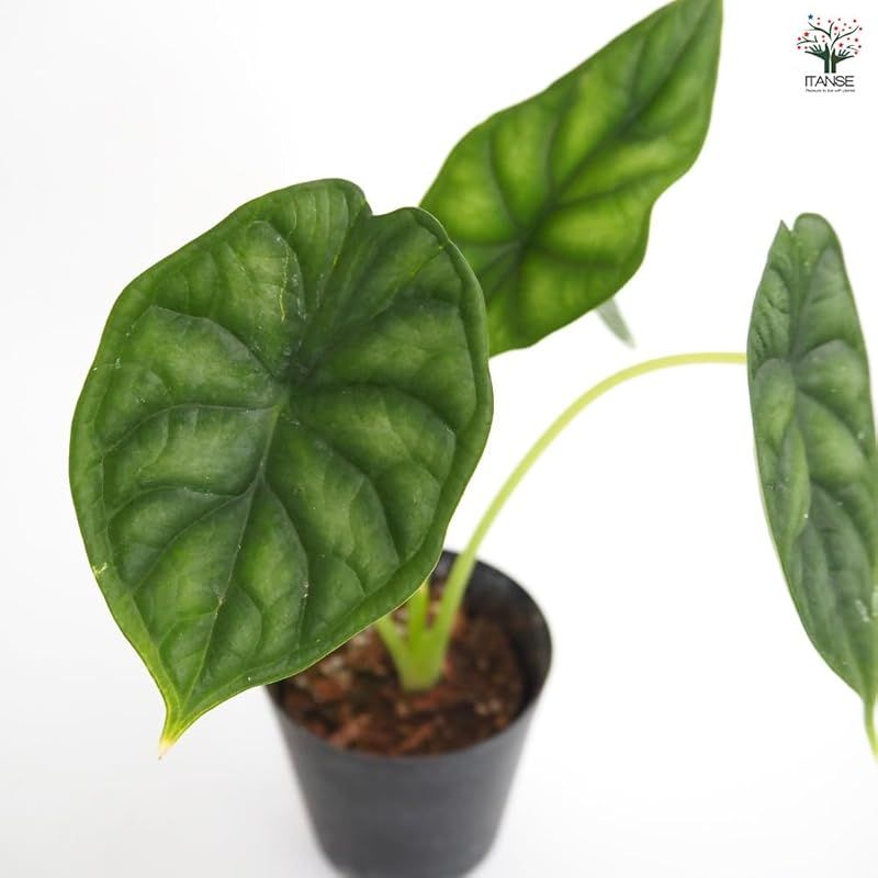 2個セット 観葉植物