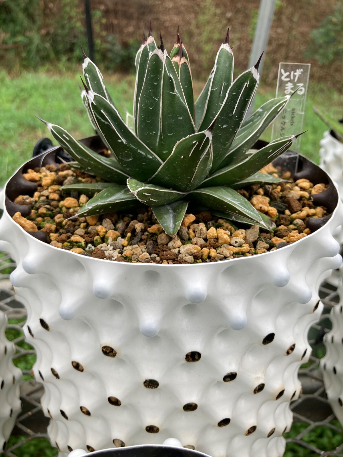 アガベ シーザー（Caesar）良型大株（5号鉢）子株付 アガベ シーザー