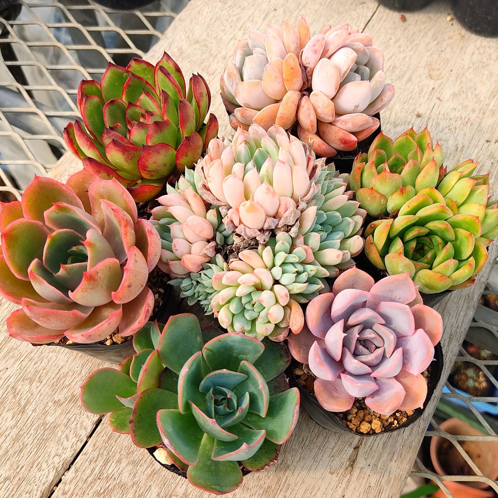 多肉植物 エケベリア 7種セット bu1 抜き苗 - メルカリ