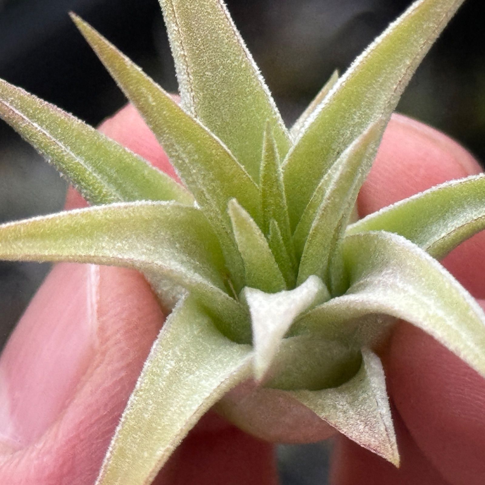チランジア イオナンタ ヘッジホッグ T.I. Tillandsia ionantha