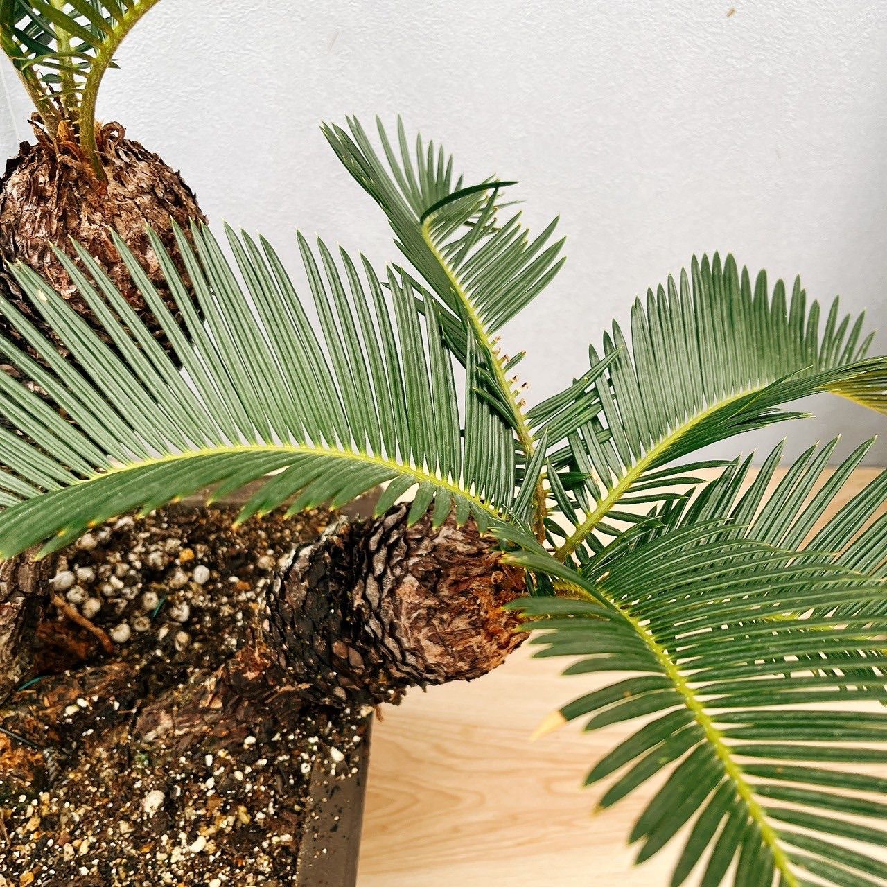 現品］【珍しい】6番 奄美姫ソテツ 盆栽造り 約7号 蘇轍 観葉植物