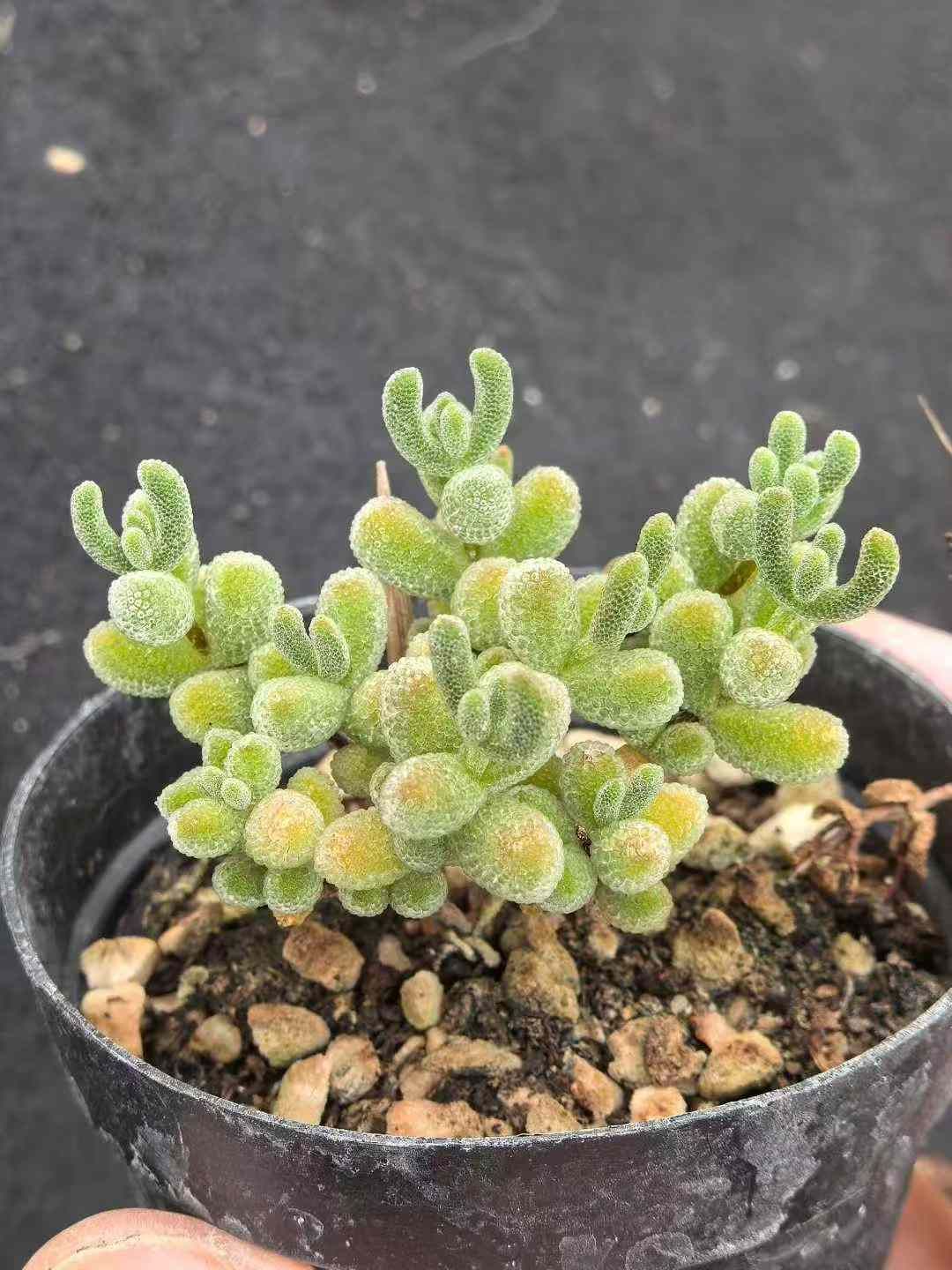 32鉢の土鉢付きセット ドロサンテマム ラヴィシー 多肉植物 佐川急便発送 エケベリア 韓国苗 MY727